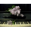 Lilac on piano