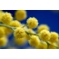 Žluté květy
