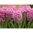 Hyacinths bándearg