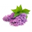 Lilac дар асоси асбоби сафед