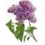 ایک سفید پس منظر پر Lilac