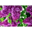 Desktop wallpaper Lilac