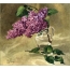 Lilacs i en vase