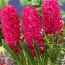 Hyacinth Crimson