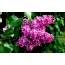 Lilac screen buuxa
