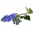 Blue lilac