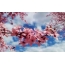 Sakura Photos