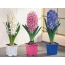 Hyacinth Potted