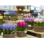 Hyacinths in baskets