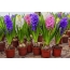 화분에 심은 Hyacinths