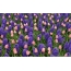 Lilac hyacinty