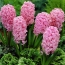 Hyacinths pink