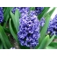 바탕 화면 배경 화면 Hyacinths