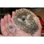 Hedgehogs op 'e palm