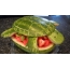 Görögdinnye teknős