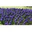 જાંબલી hyacinths