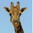 Girafa yamaliseche
