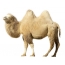 Kamelo sur blanka fono