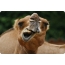 Camello de cara completa
