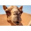 Camello de cara completa