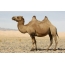Papel de Parede Camelo