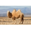 Kamelo sur ekrankopero