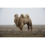 Camelo no fundo da natureza
