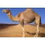 Kamelo sur la fono de naturo