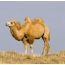 Kamelo sur la fono de naturo