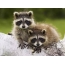 İki raccoons