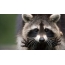 Raccoon i runga i te tiaki mata