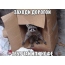 Raccoon in a box