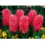 Červené hyacinty