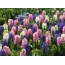 Desktop Wallpapers Hyacinths