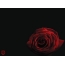 Crvena ruža na crnoj pozadini