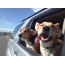 Смешни кучиња во автомобилот