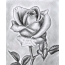 Pencil drawn rose