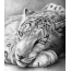 Maľované leopard