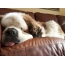 Спляча собака на дивані