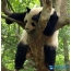 Спляча панда