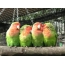 Sleeping parrots