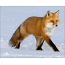 Fox na snehu