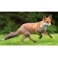 Fox runs through the grass