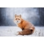 Wallpaper fox in the snow