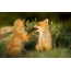 Funny foxes