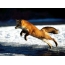 Fox in a jump