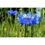 Kék búzavirágok