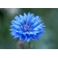 Kék búzavirág