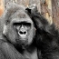 Gorila engraçado