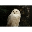 Balta owl